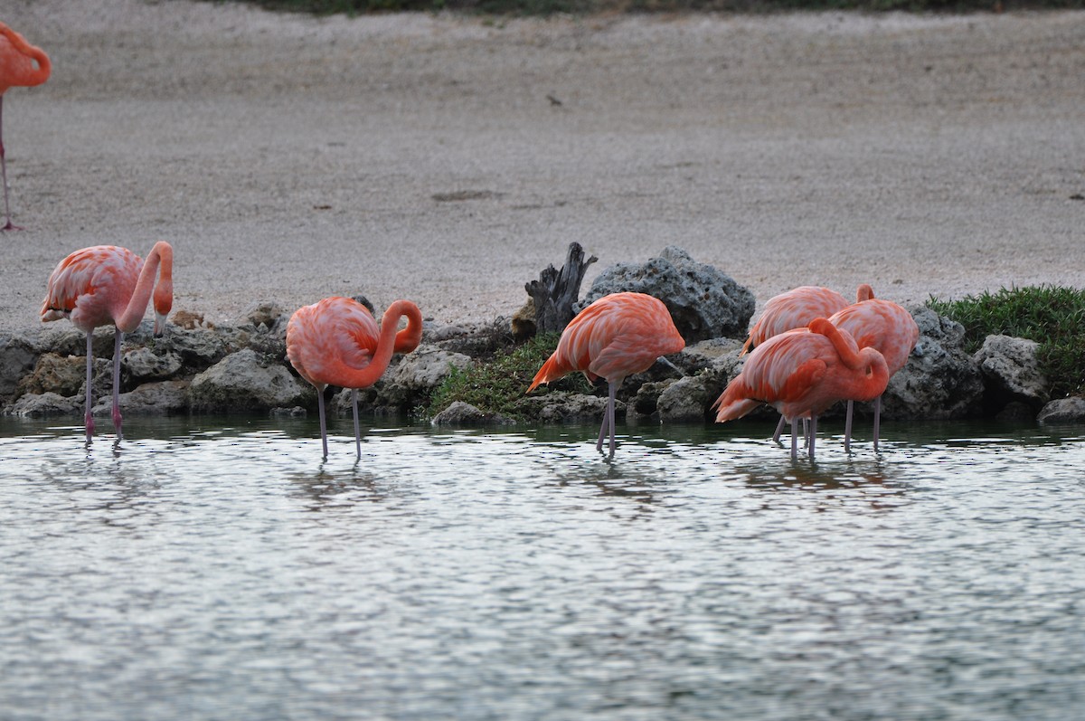 American Flamingo - ML647797845