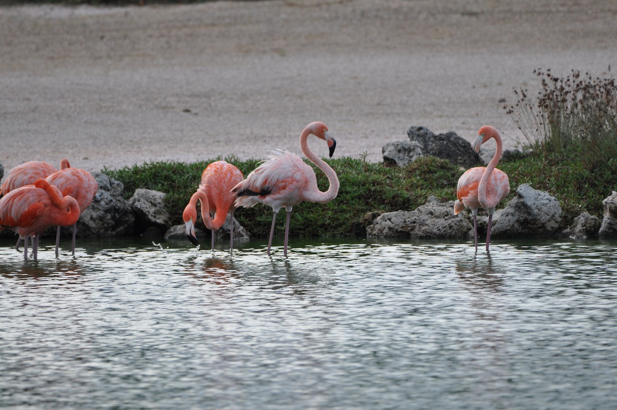 American Flamingo - ML647797847