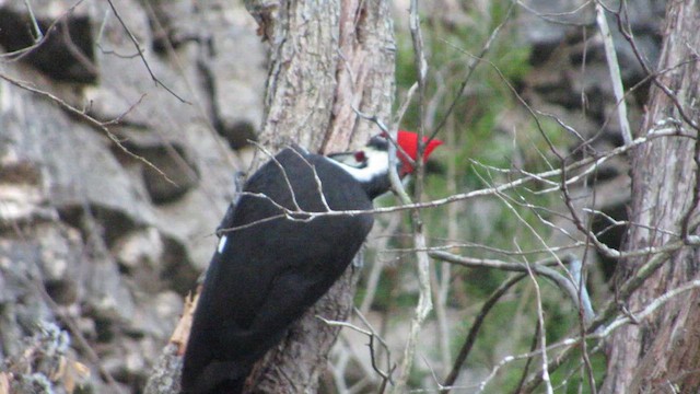 Pileated Woodpecker - ML647797850