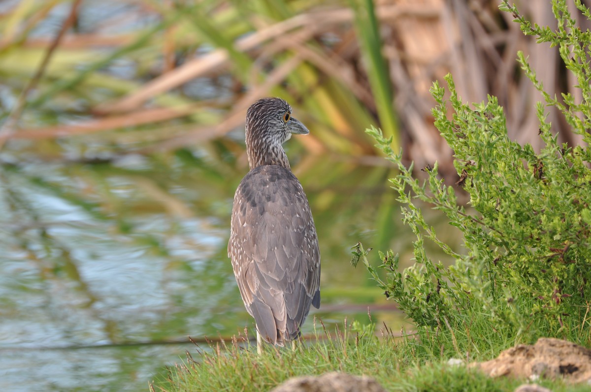 אנפת לילה צהובת-כיפה - ML647797870