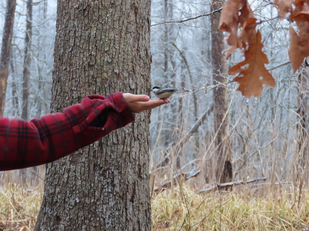 Гаїчка світлокрила - ML647797874