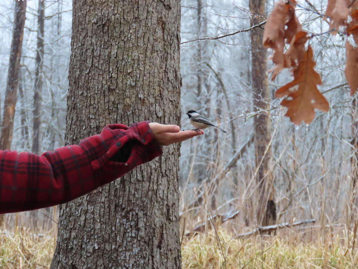 Гаїчка світлокрила - ML647797876