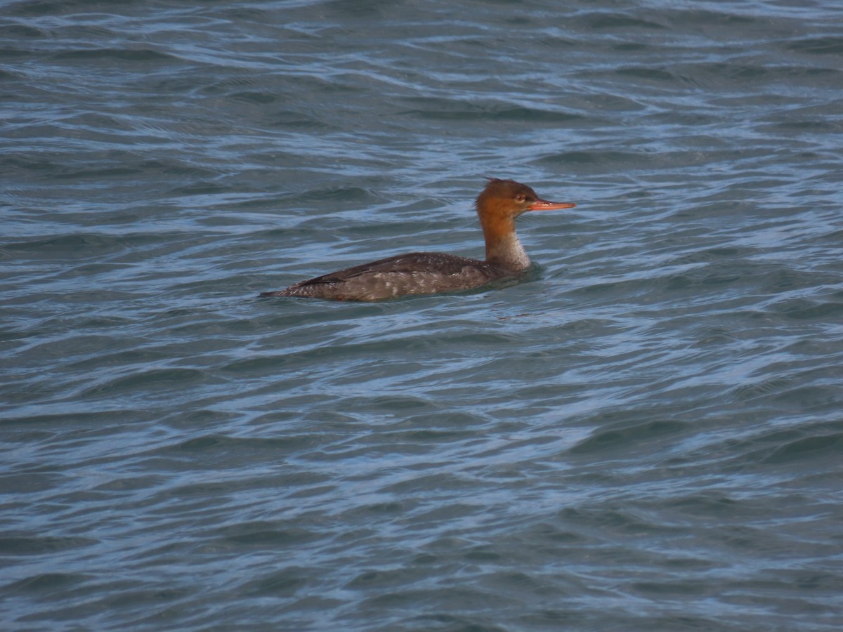 מרגון בינוני - ML647797889