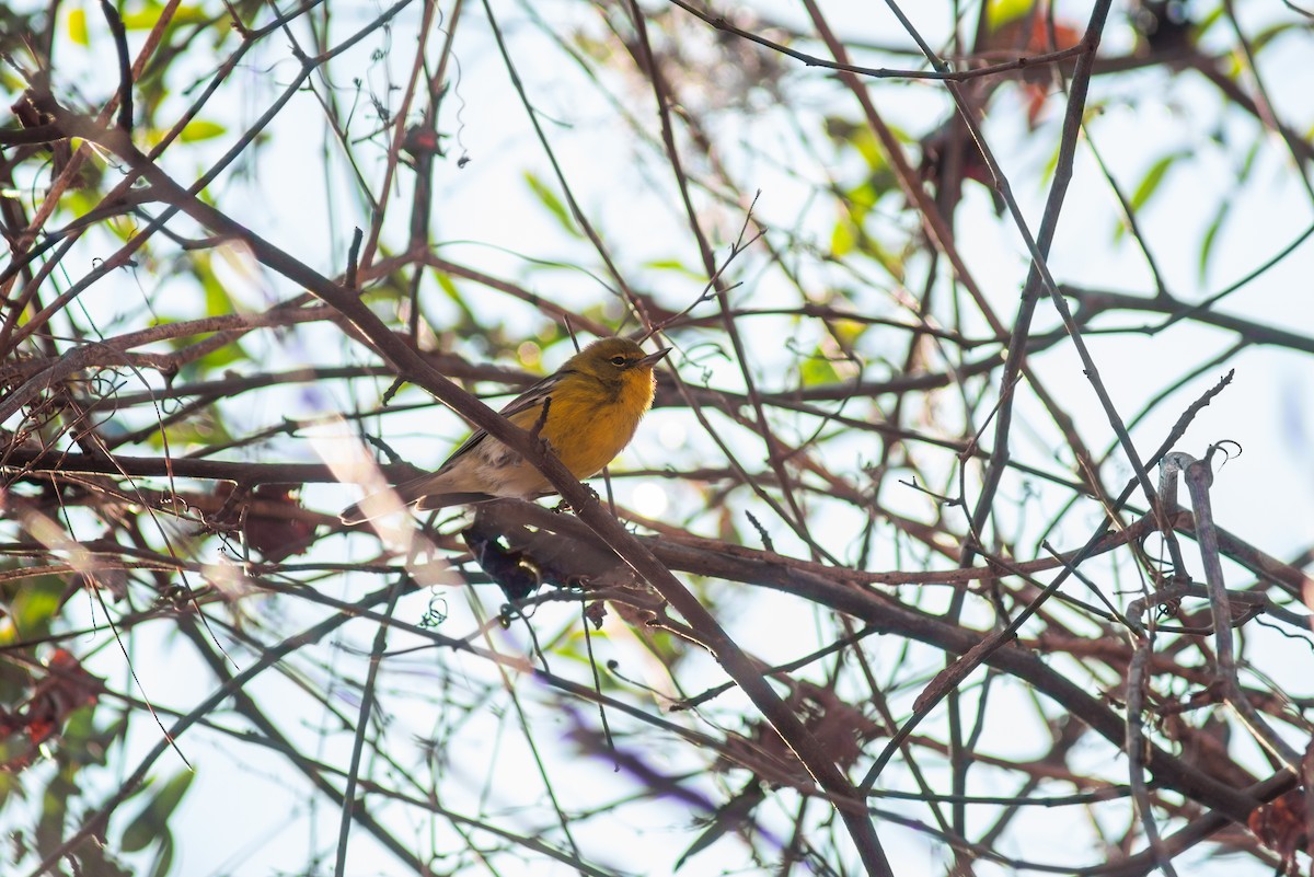 Pine Warbler - ML647797955