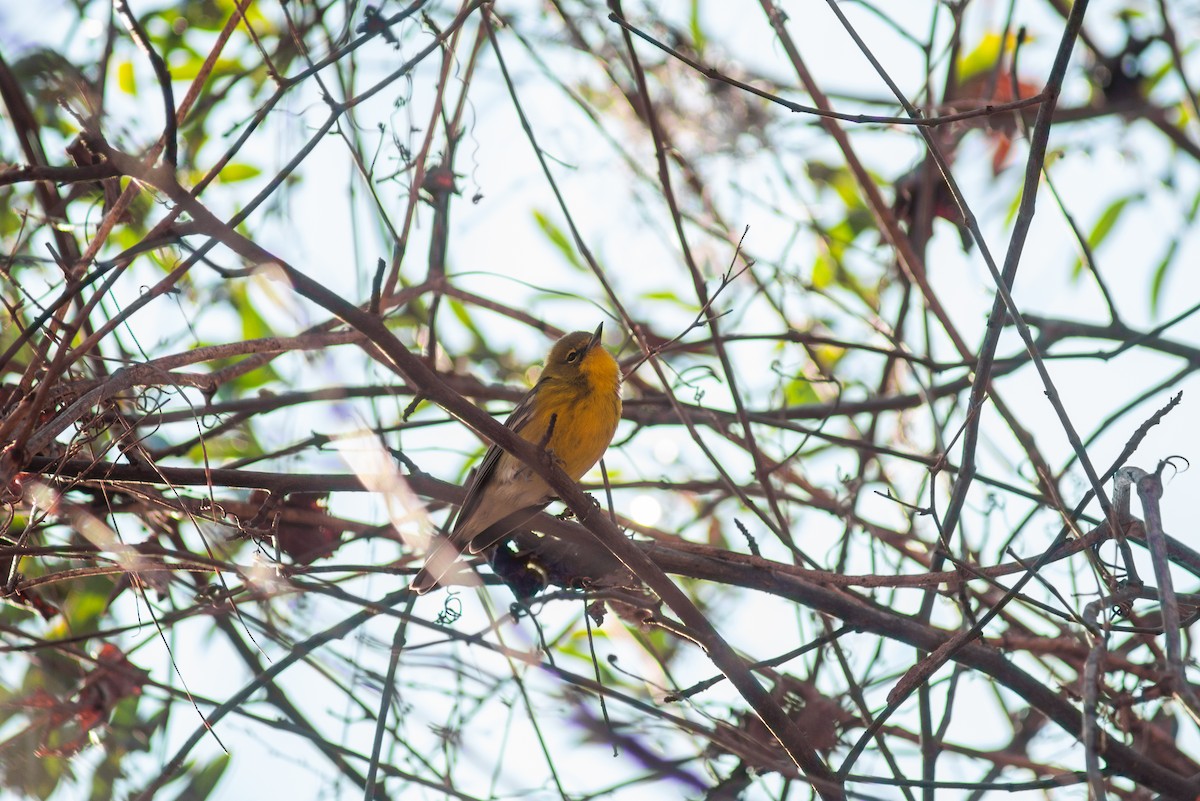 Pine Warbler - ML647797956