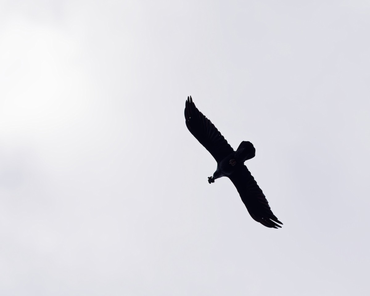 עורב שחור - ML647797957