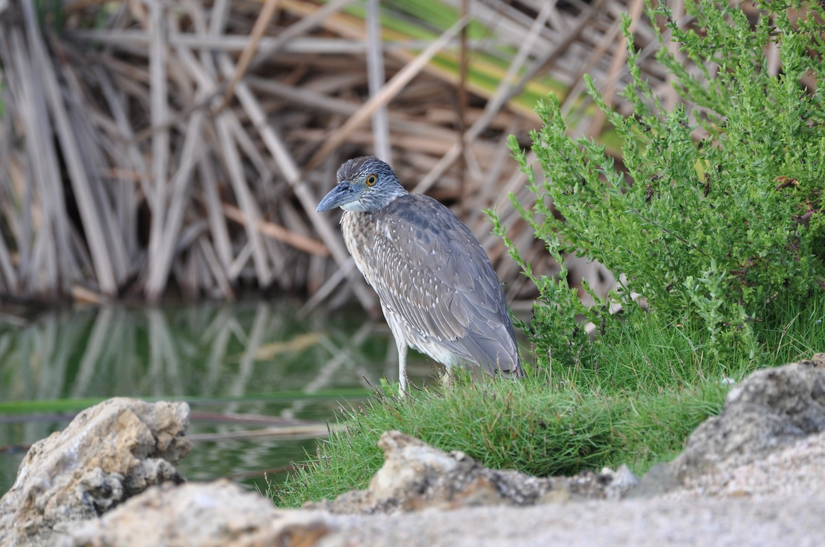 אנפת לילה צהובת-כיפה - ML647797984
