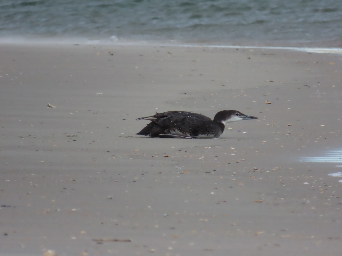 Common Loon - ML647797995