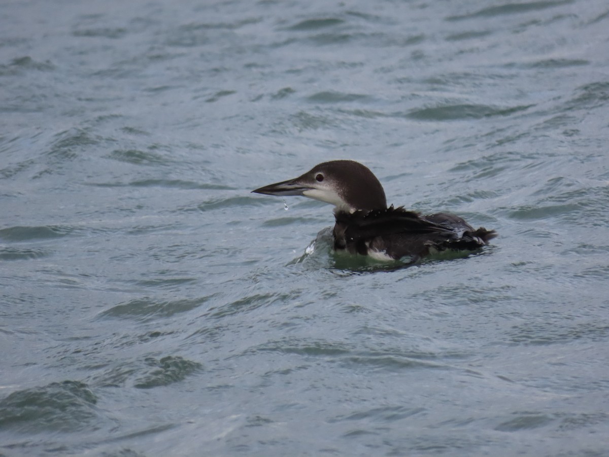 Common Loon - ML647797996