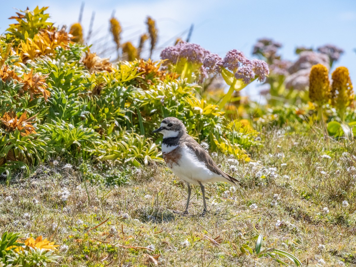 Double-banded Plover - ML647797998