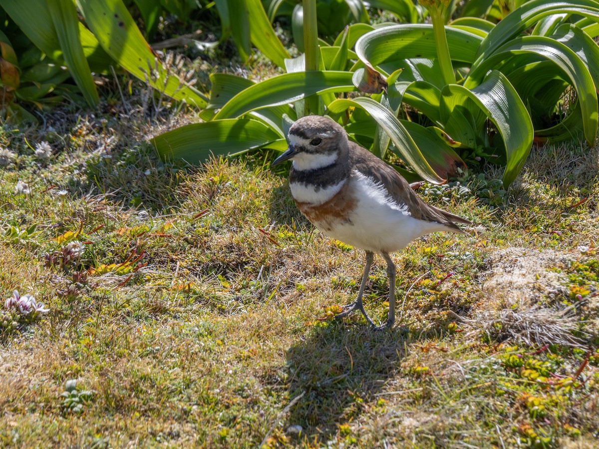 Double-banded Plover - ML647798002