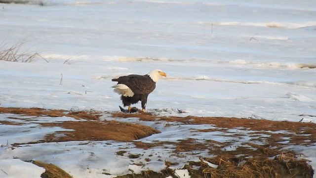 Bald Eagle - ML647798027
