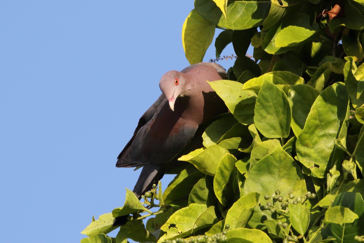 Red-billed Pigeon - ML647798048