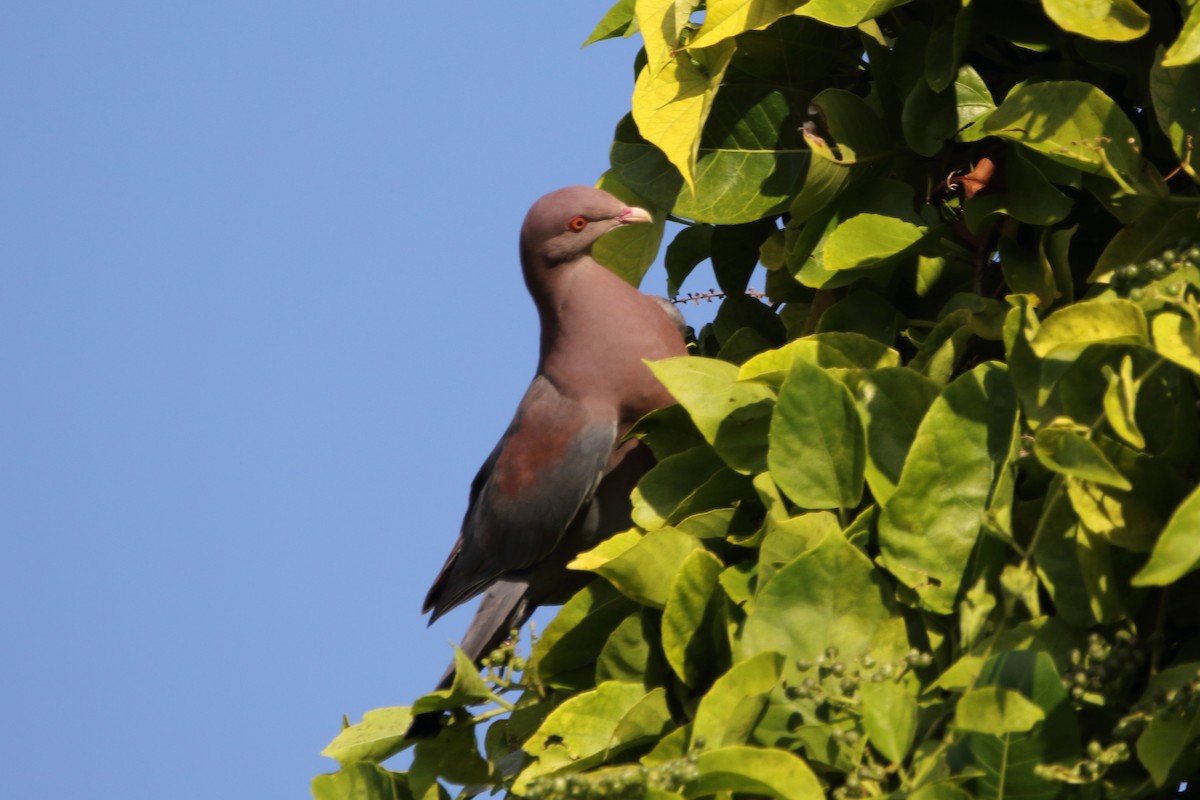 Red-billed Pigeon - ML647798049