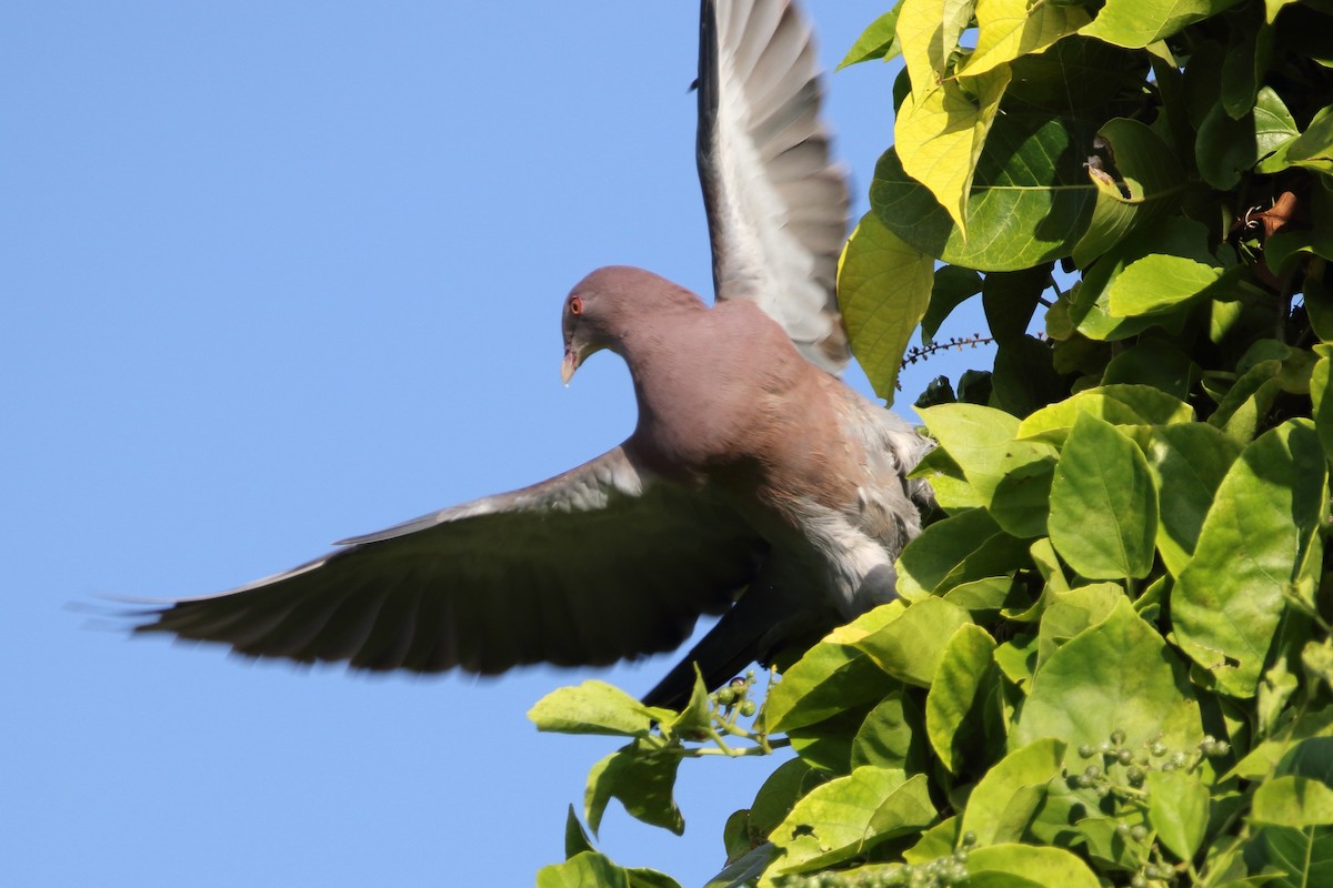 Red-billed Pigeon - ML647798050