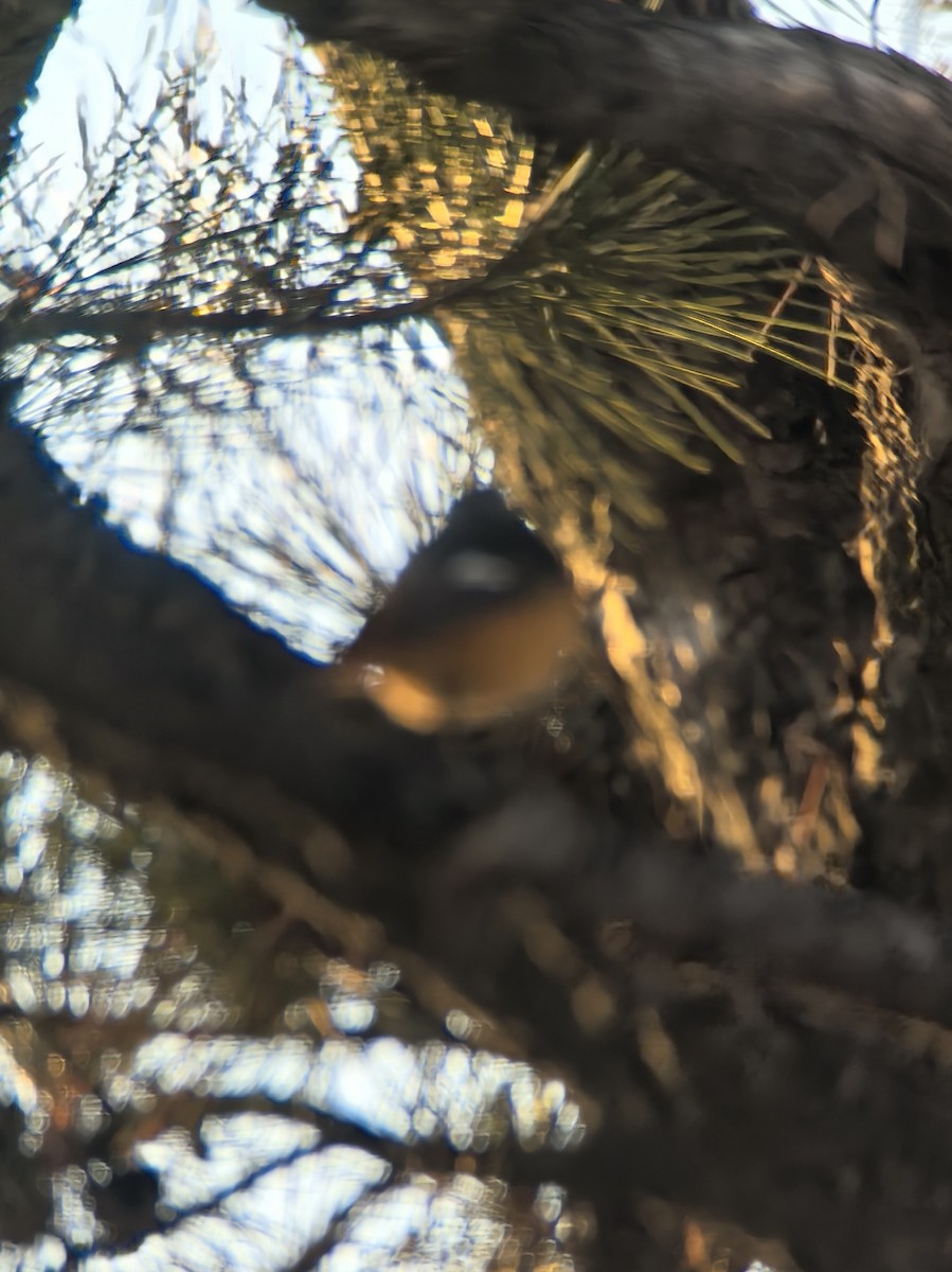 חכלילית סיבירית - ML647798063