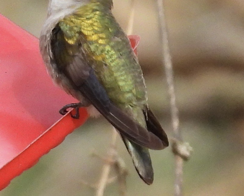 Ruby-throated Hummingbird - ML647798069