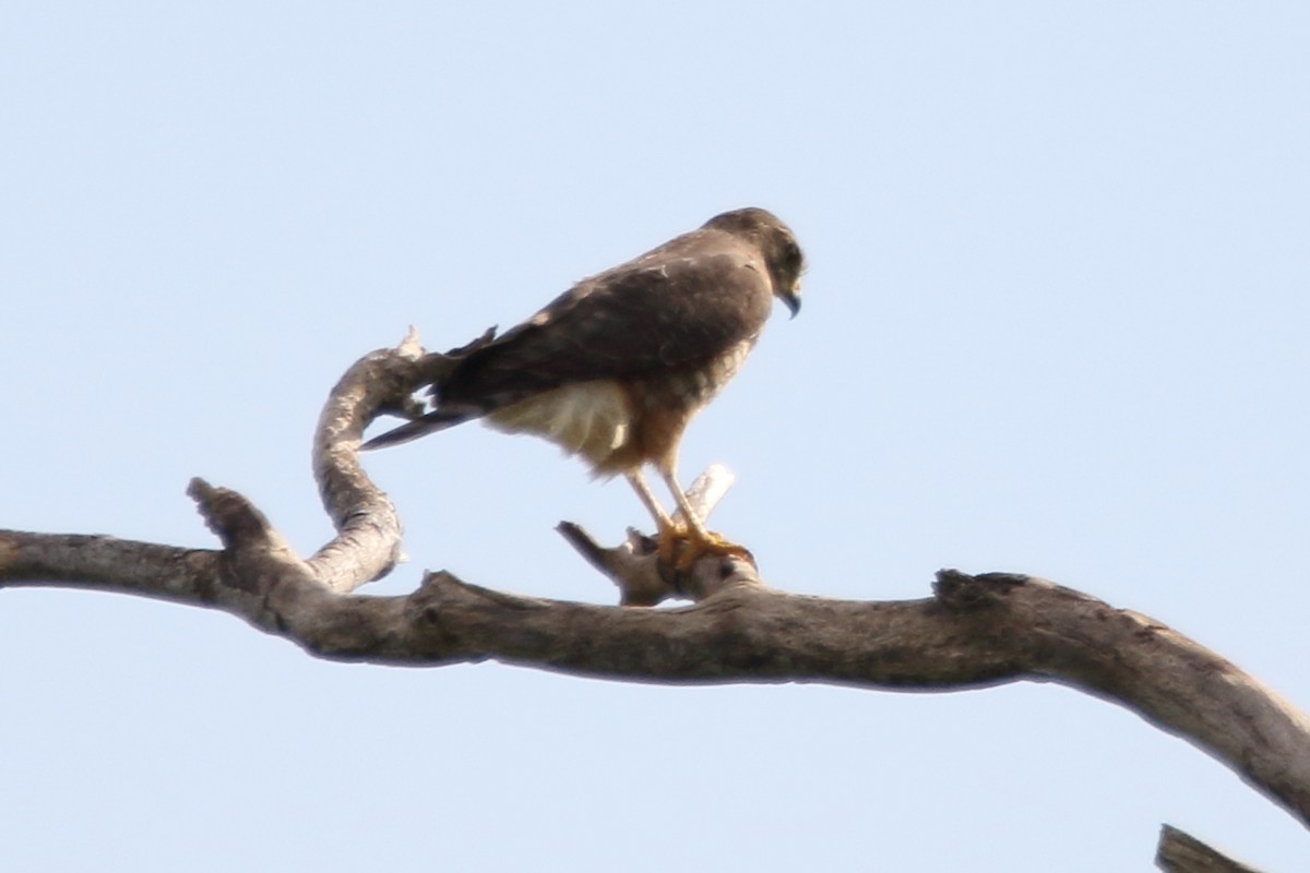 Roadside Hawk - ML647798090