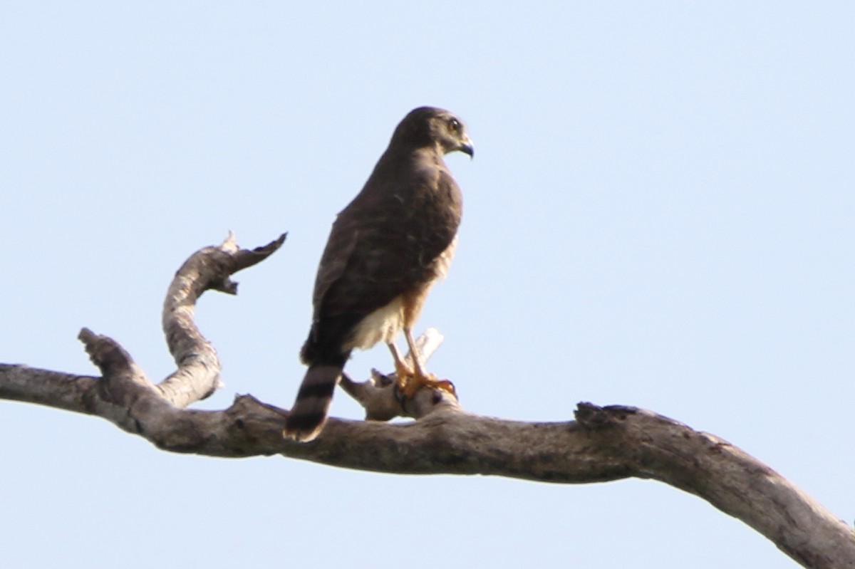 Roadside Hawk - ML647798091