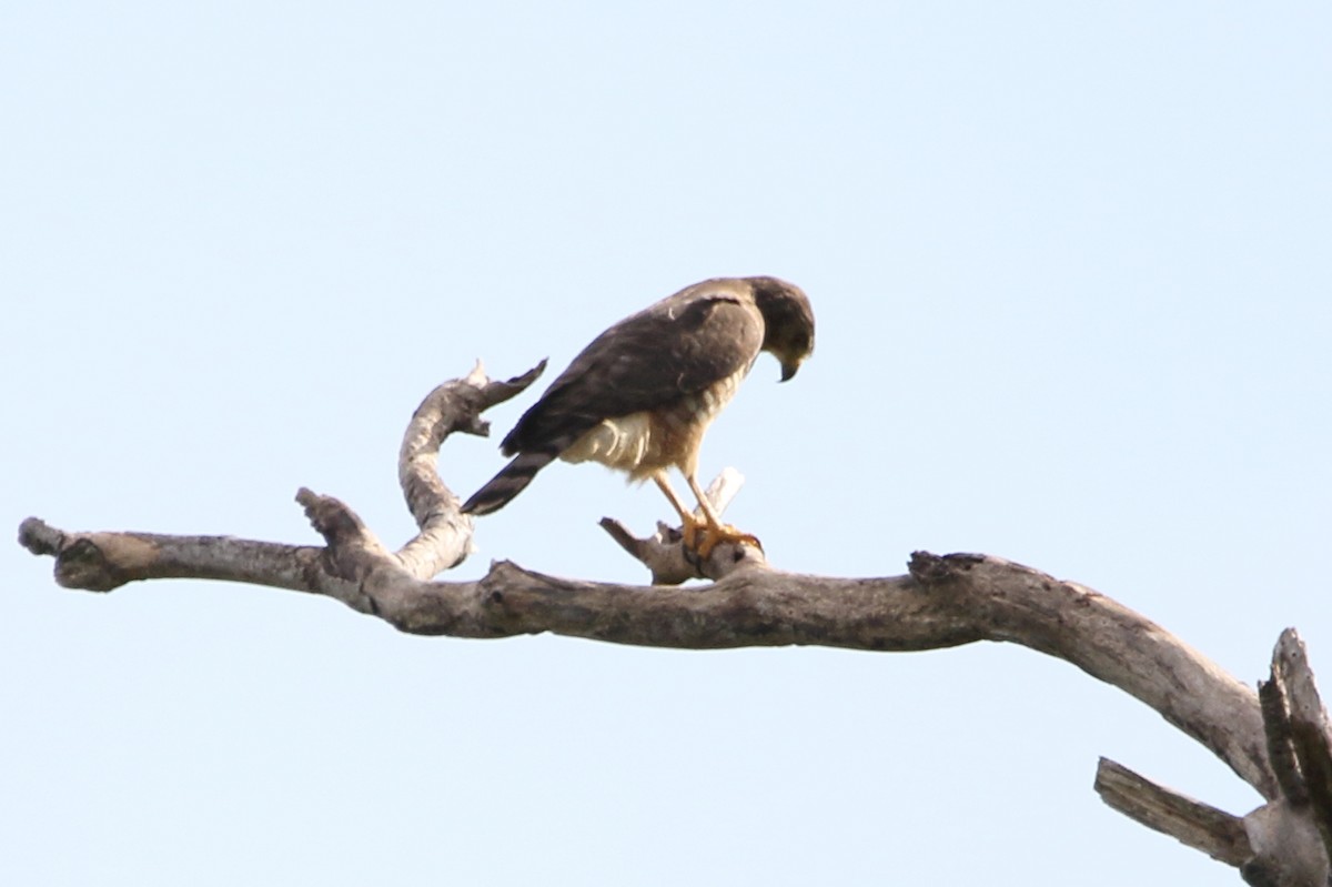 Roadside Hawk - ML647798092