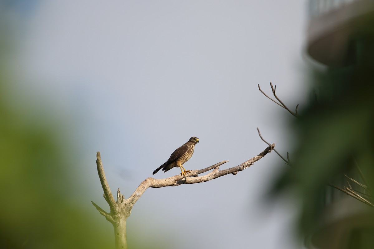 Roadside Hawk - ML647798093