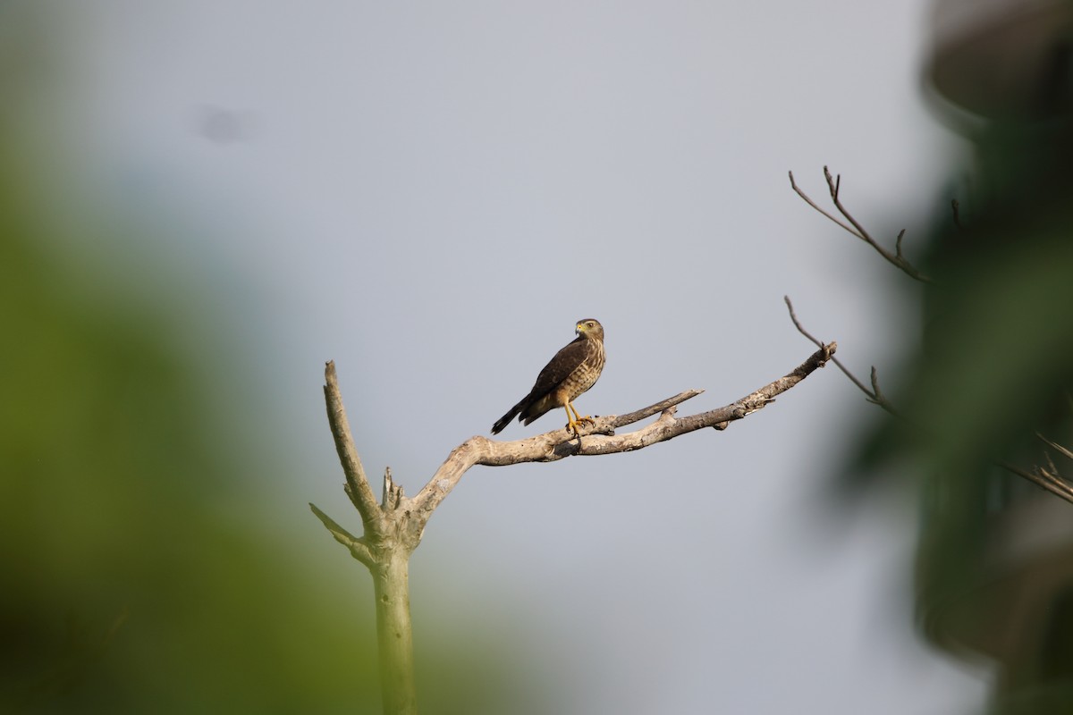 Roadside Hawk - ML647798094