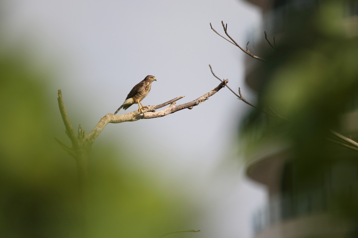 Roadside Hawk - ML647798095