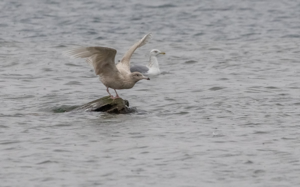 Gavión Hiperbóreo - ML647798110