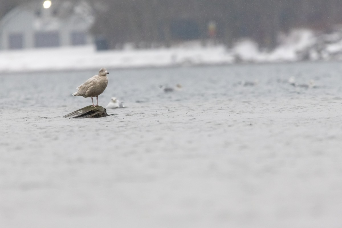 Gavión Hiperbóreo - ML647798111