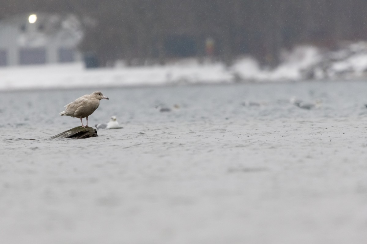 Gavión Hiperbóreo - ML647798112
