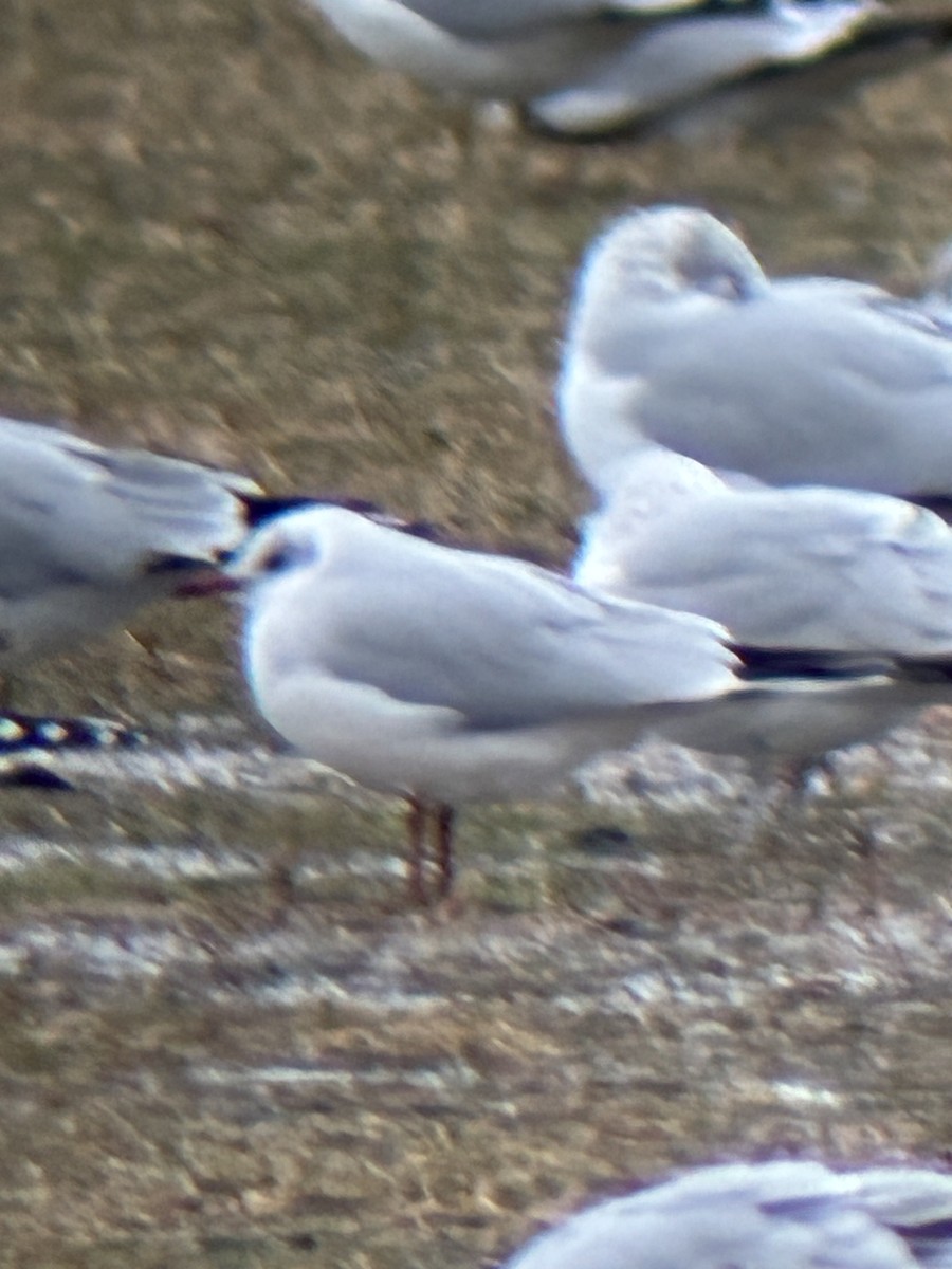 Озёрная чайка - ML647798118