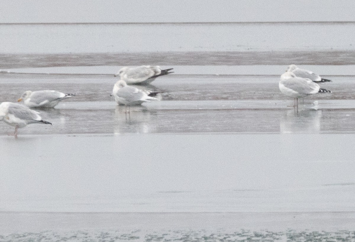 アイスランドカモメ（亜種 クムリーンカモメ） - ML647798119