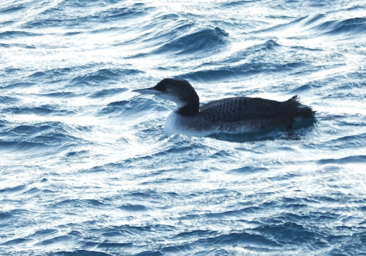 Common Loon - ML647798124