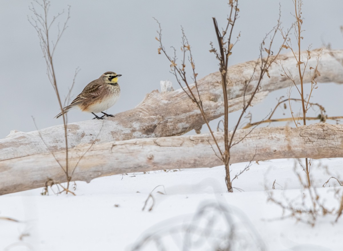 Alondra Cornuda - ML647798137