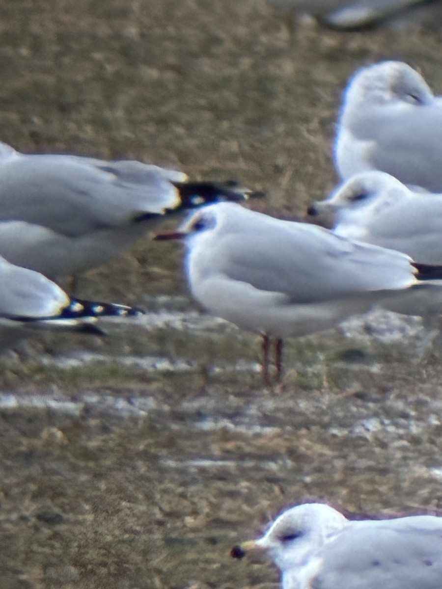 Озёрная чайка - ML647798177