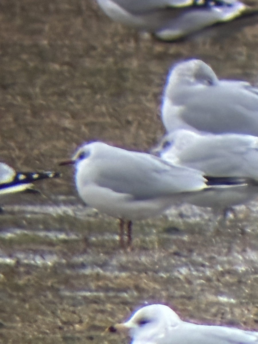 Озёрная чайка - ML647798178