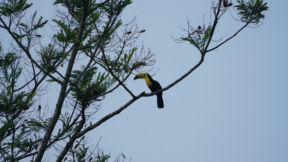 Тукан жовтогорлий - ML647798184