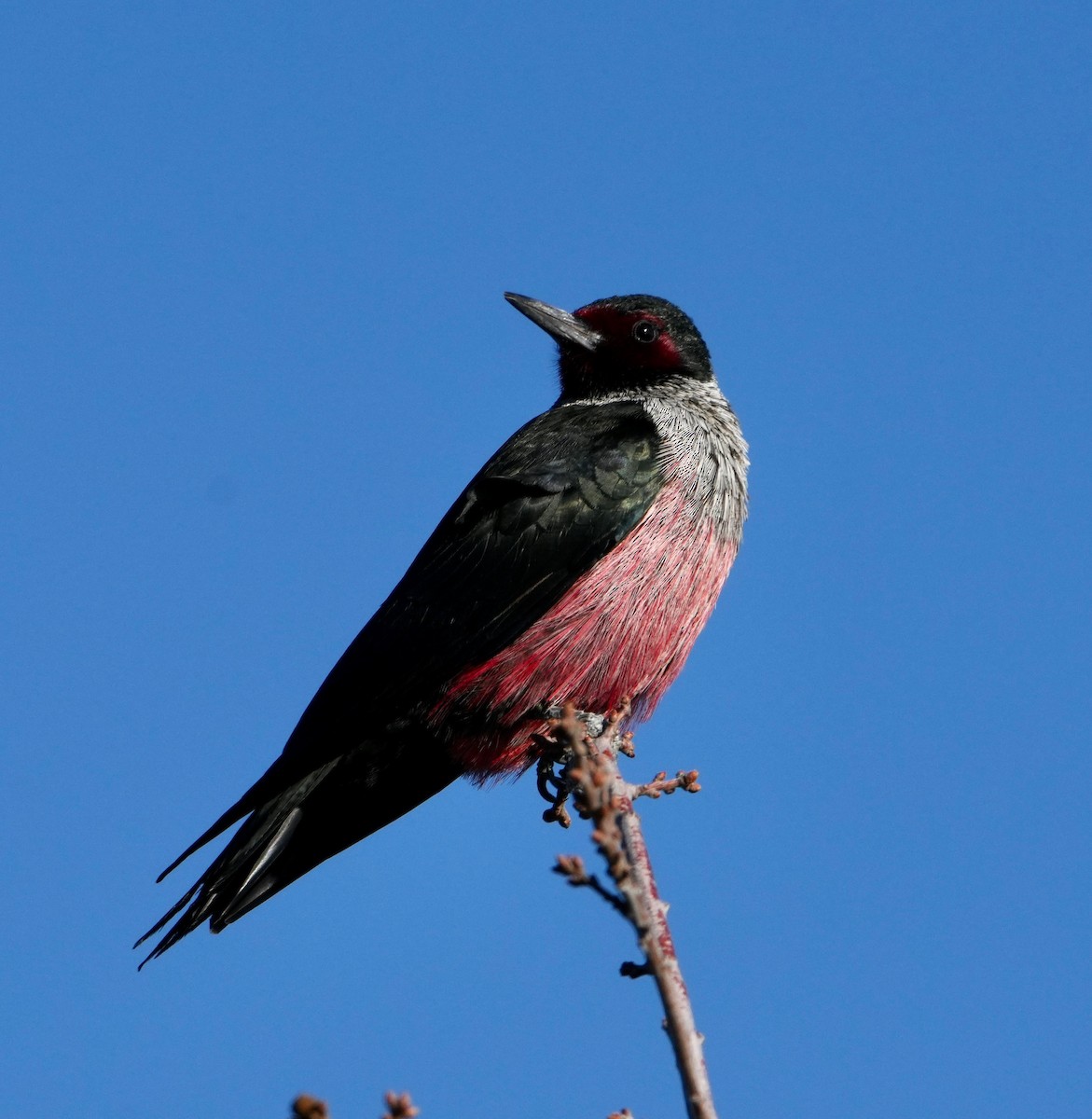 Lewis's Woodpecker - ML647798190