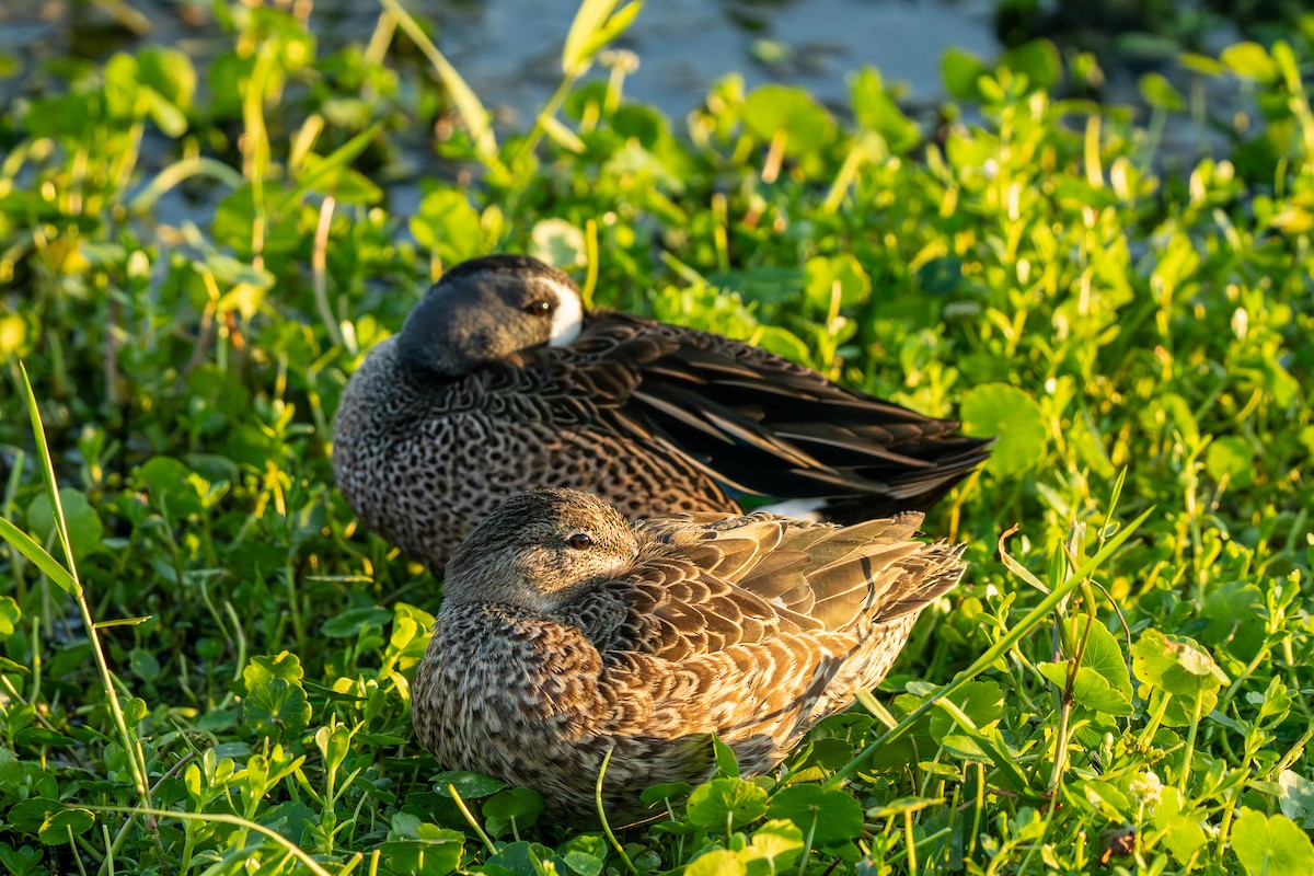 Blue-winged Teal - ML647798192