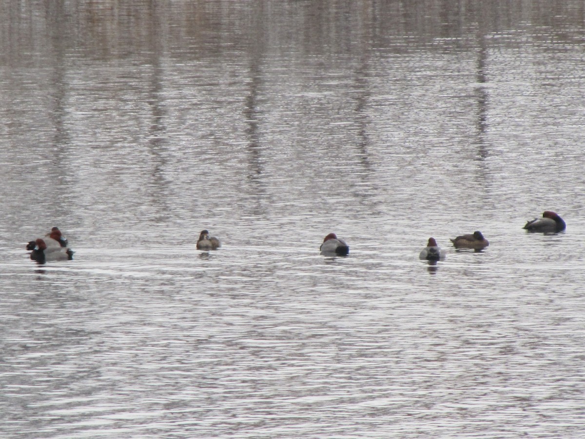 Redhead - ML647798193