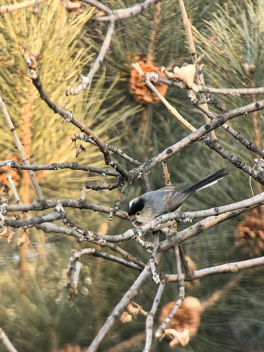 Silver-throated Tit - ML647798194