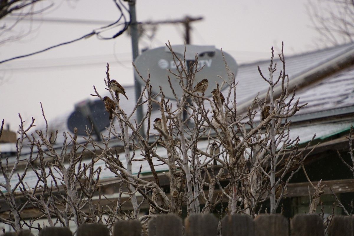 House Sparrow - ML647798195