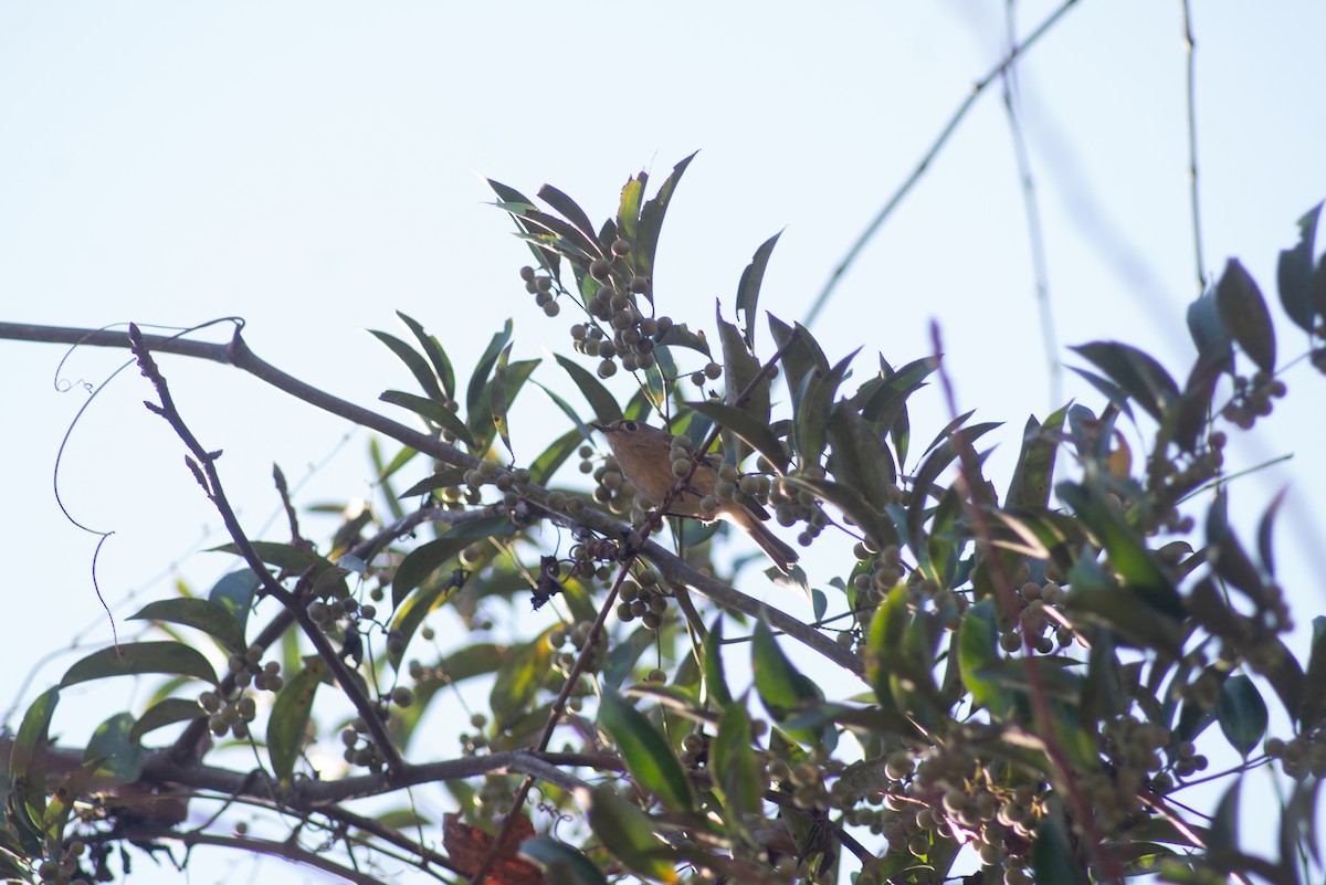 Ruby-crowned Kinglet - ML647798196