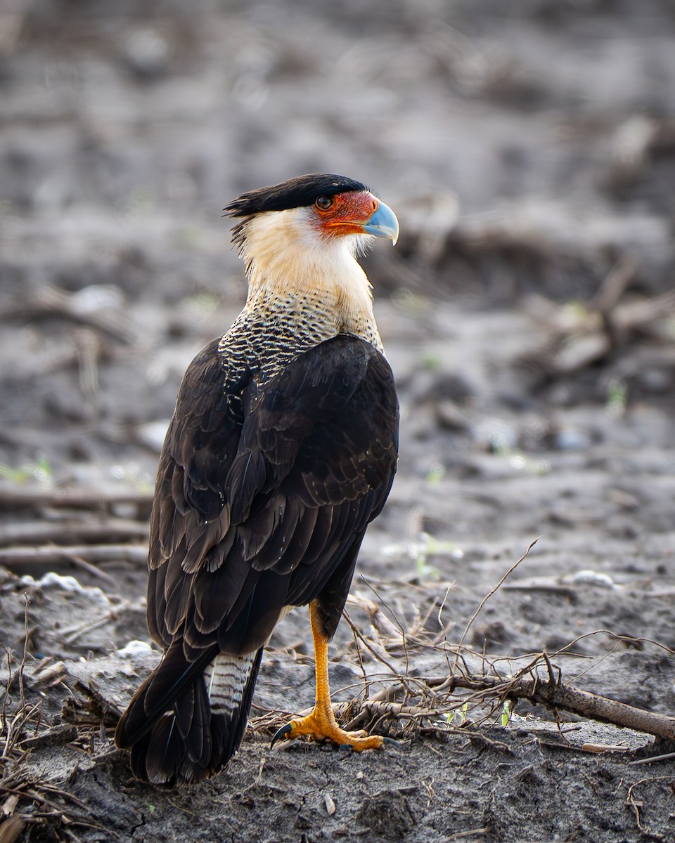 Crested Caracara - ML647798197