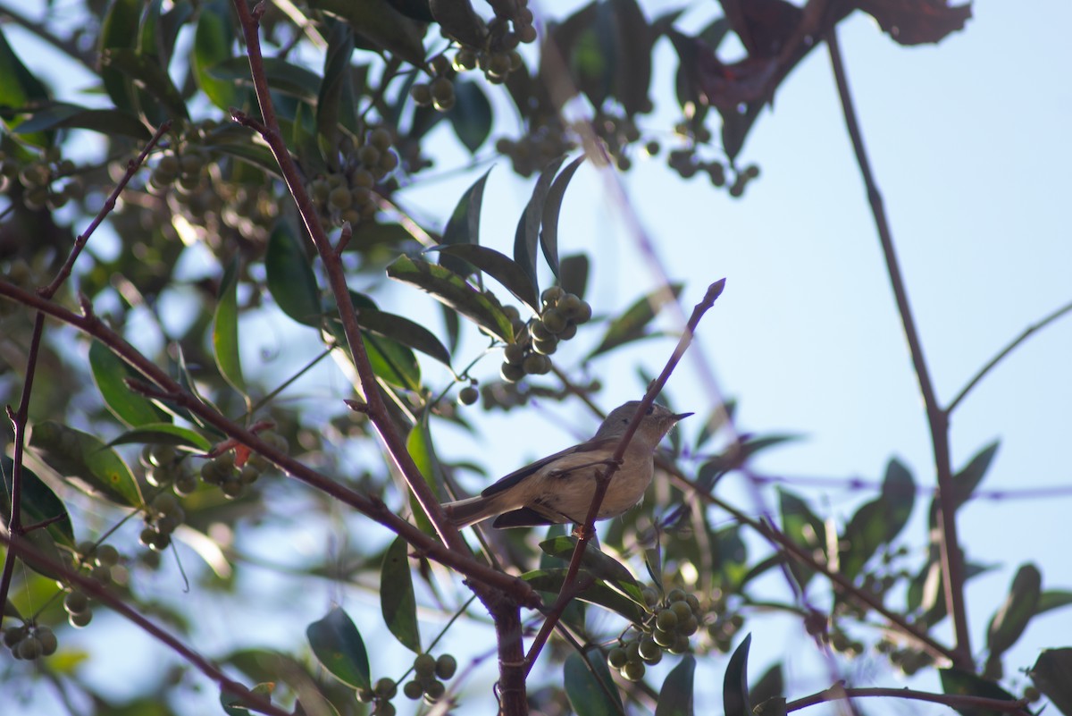 Ruby-crowned Kinglet - ML647798198