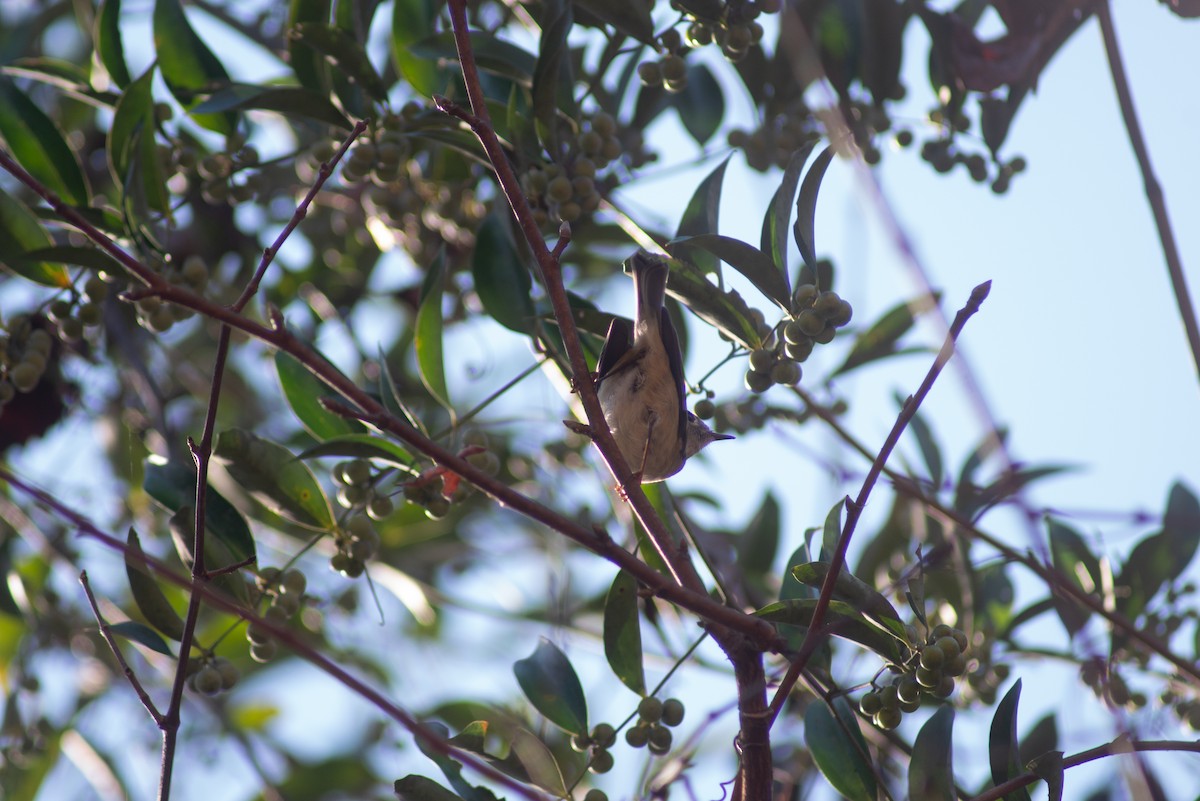 Ruby-crowned Kinglet - ML647798199