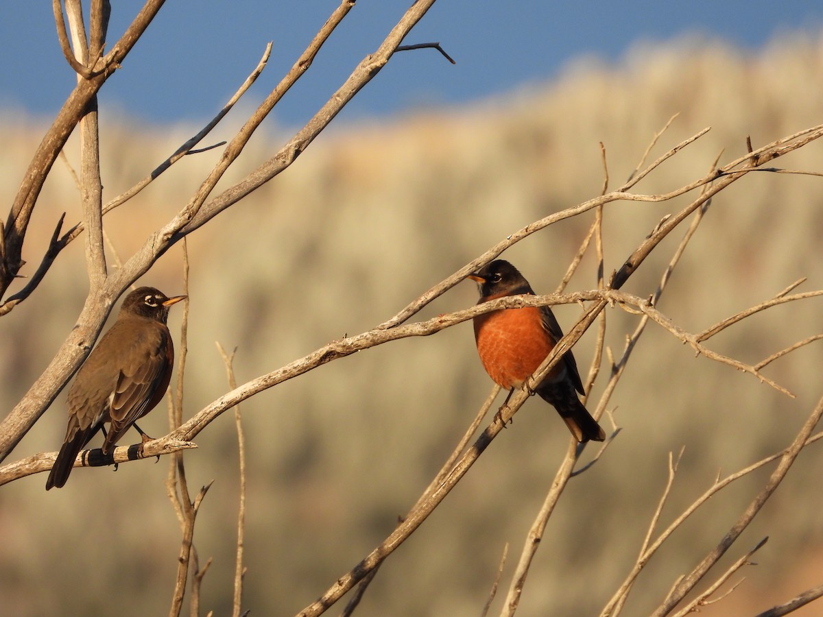 American Robin - ML647798200