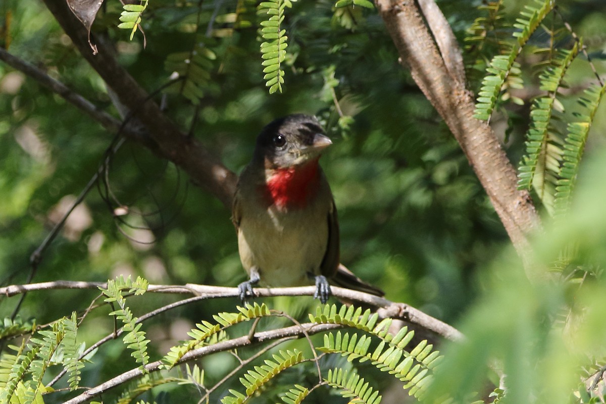 Rose-throated Becard - ML647798201