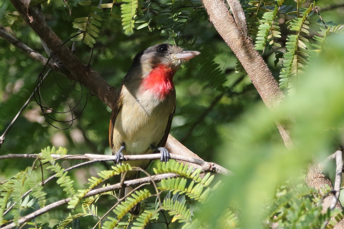 Rose-throated Becard - ML647798202