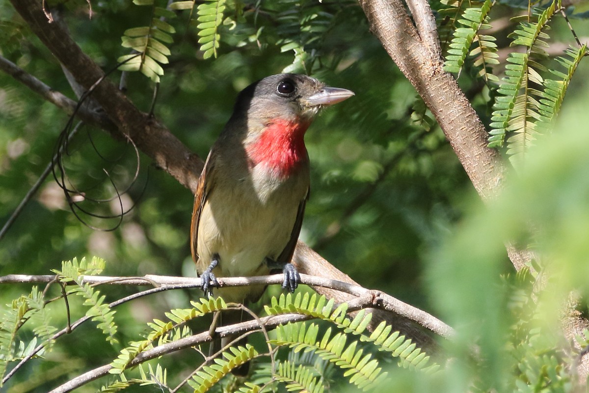 Rose-throated Becard - ML647798203